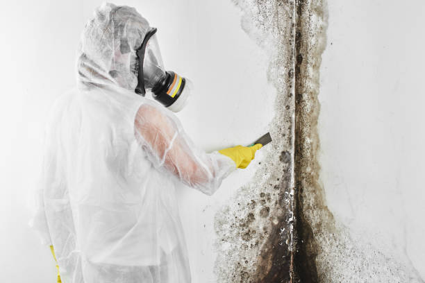 Trusted Englewood, FL Mold Removal Experts