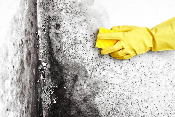 Best Residential Mold Removal  in Englewood, FL