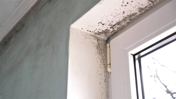 Mold Removal and Inspection