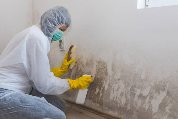 Best Mold Damage Repair  in Englewood, FL