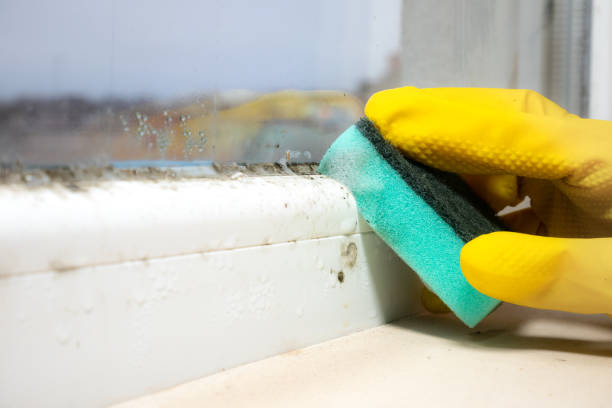 Trusted Englewood, FL Mold Removal Experts