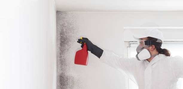 Best Local Mold Removal Service  in Englewood, FL