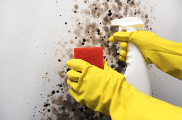 Best Mold Removal Process  in Englewood, FL