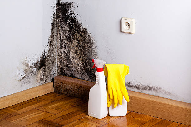 Best Mold Removal and Inspection  in Englewood, FL